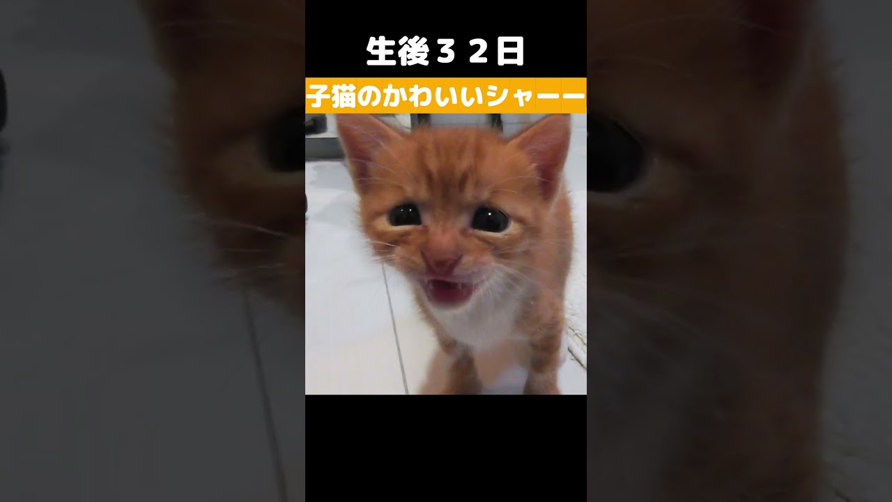 子猫のシャーが可愛い #shorts