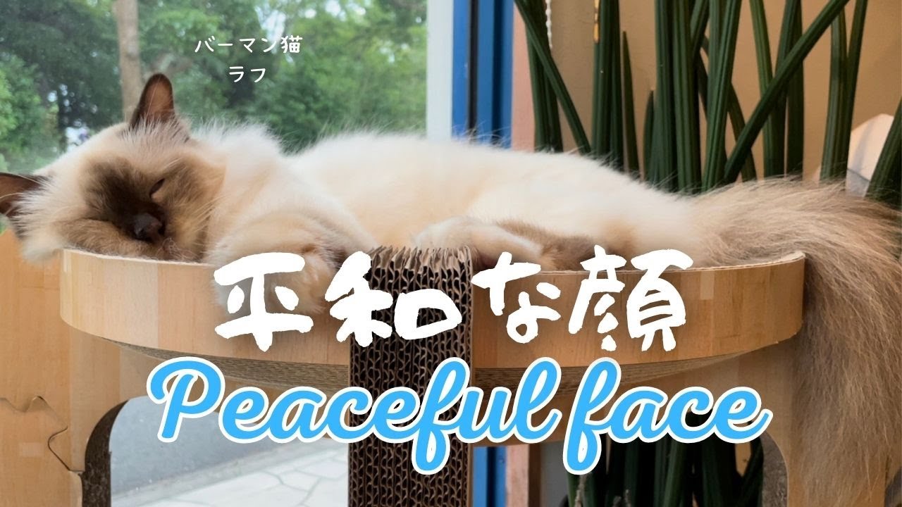 バーマン猫ラフ【平和な顔】Peaceful face（バーマン猫）Birman/Cat