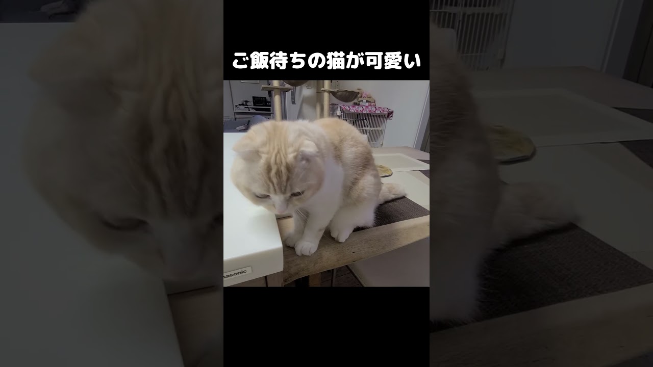ご飯待ちの猫が可愛すぎる...#shorts