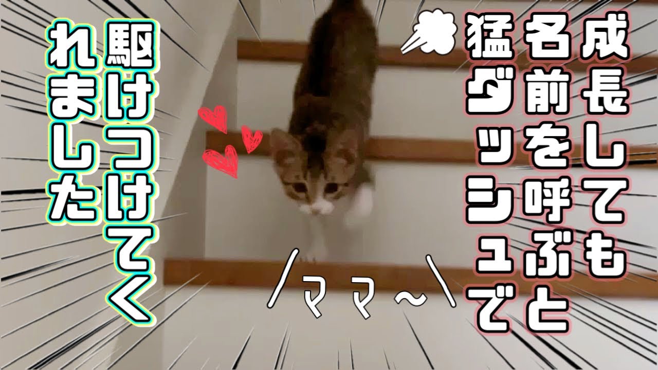 【保護猫】ママが帰宅して名前を呼ぶと猛ダッシュしてくる甘えん坊な子猫が可愛すぎるｗ