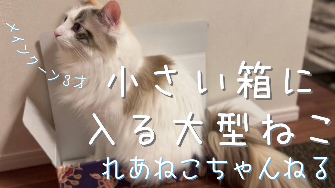 メインクーン３才 小さな箱に入る大型ねこ　れあねこチャンネル