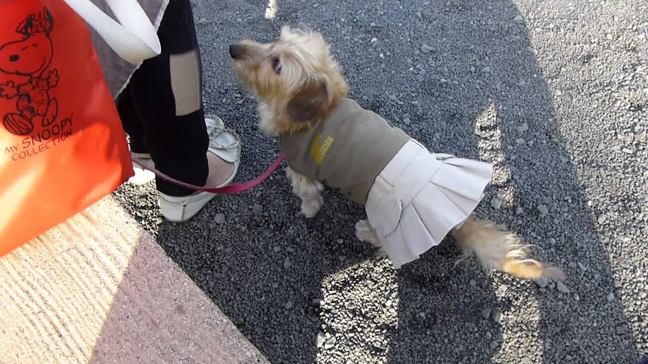 ほしーの（ワイヤーヘアード）