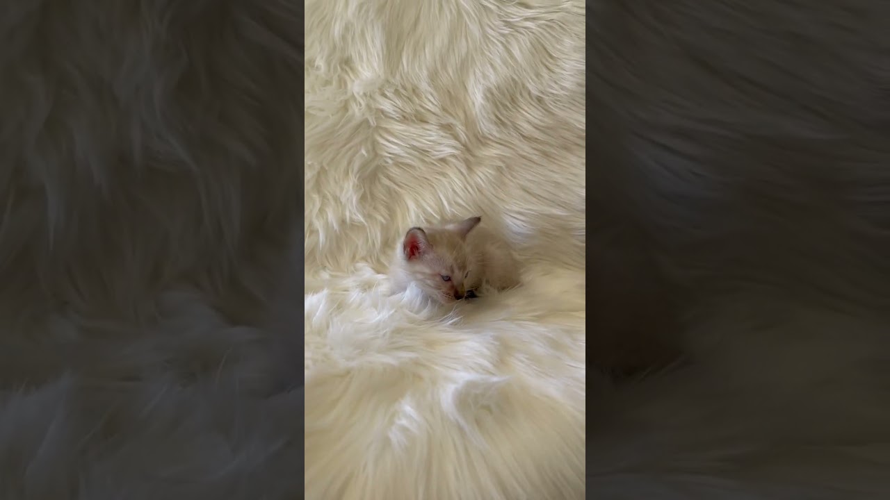 ベンガル スノー系の珍しいカラーの男の子です(^^)