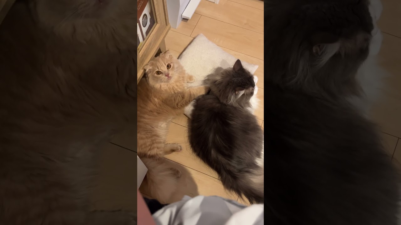 クッション一緒に使ってる😊#スコティッシュフォールド #ラガマフィン #猫 #cat #かわいい #おすすめ #あさひなさんた #shorts