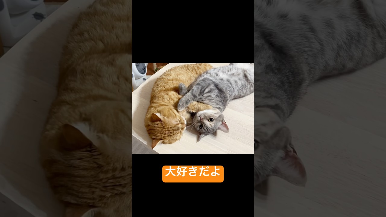 娘が甘えにきたら全力で甘やかすパパ猫！ #shorts #マンチカン