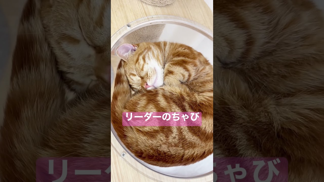 カーテンコールよ！ #shorts #猫 #マンチカン