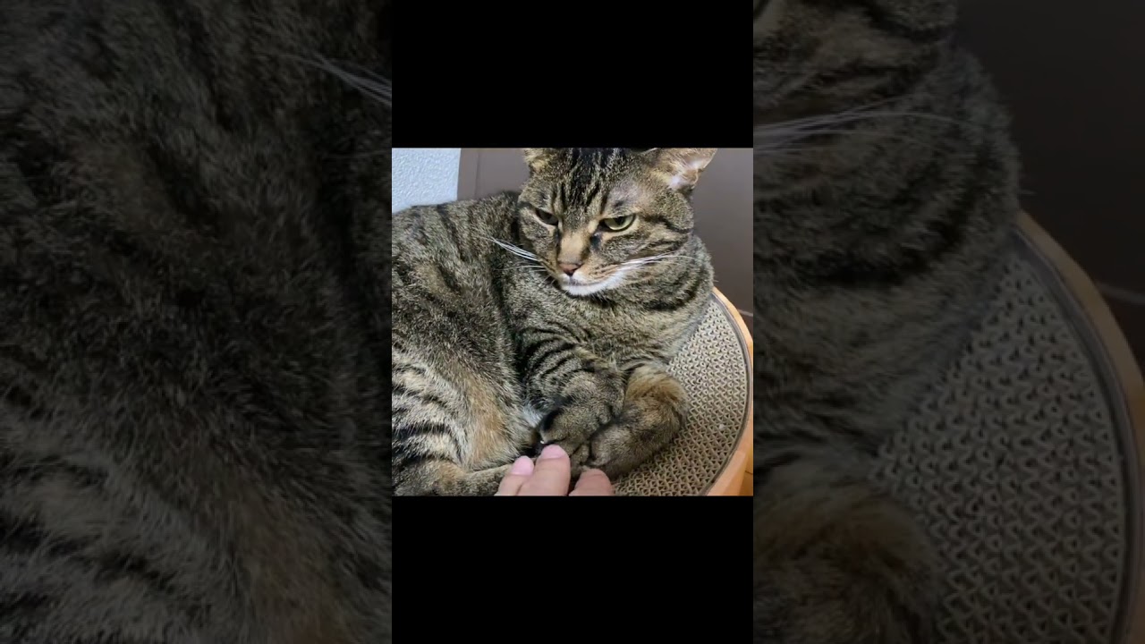凶暴猫のおててを触った結果...