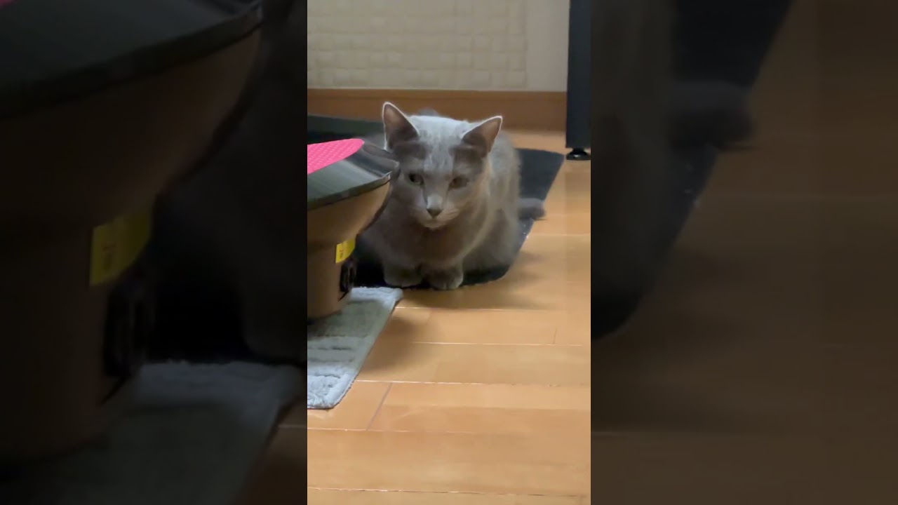 可愛い猫を､ただズームアップしてみた（ロシアンブルー）#shorts