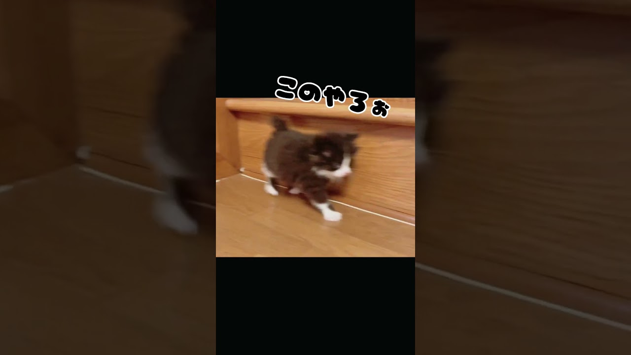 【子猫動画】ミニミニやんのかステップ #shorts