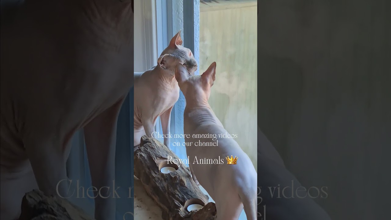 Cats Desperately Try To Catch a Fly! Who Do You Think Wins?