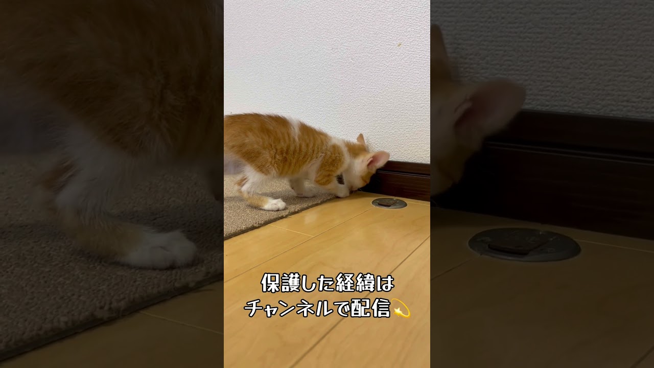 【アイドル猫 保護猫】保護した新入り子猫は忘れっぽい？天真爛漫なプリンちゃんを見に来てね💗 / rescued a kitten #shorts #威嚇 #アイドル猫