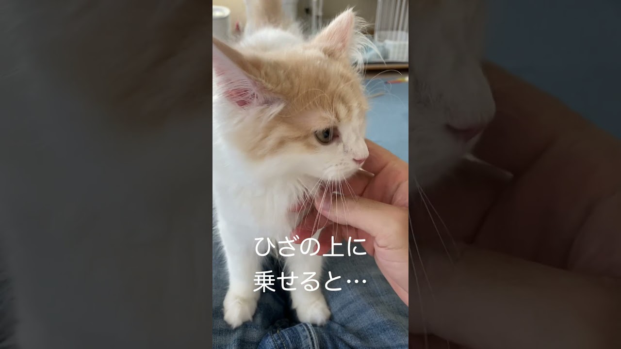 子猫ちゃんをヒザに乗せると…キュンです #shorts