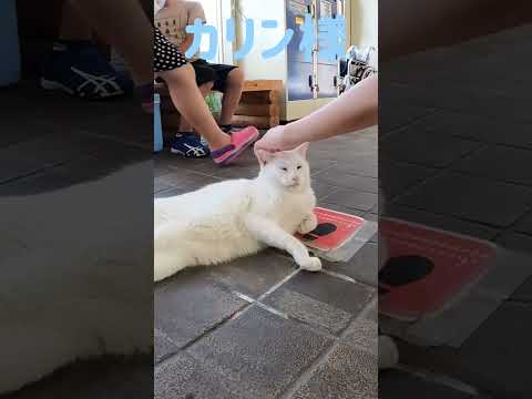 港のボス猫カリン様‼️女の子には手加減パンチ Ferocious cat #shorts