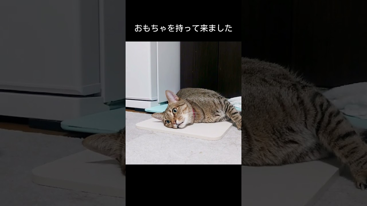 寝る暇が無いくらい忙しいもなちゃん…！【 #猫 】