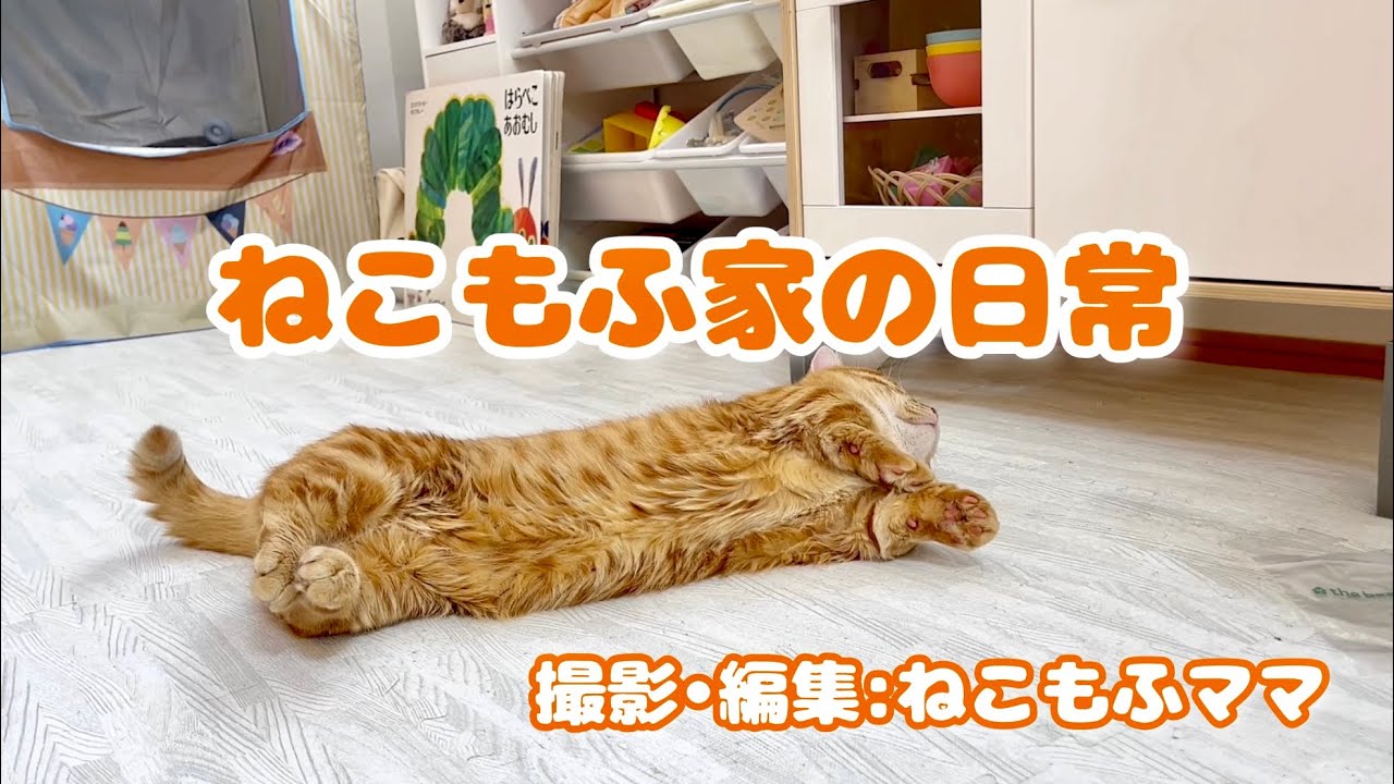 ねこもふ家の日常 vov.1 #猫 #マンチカン