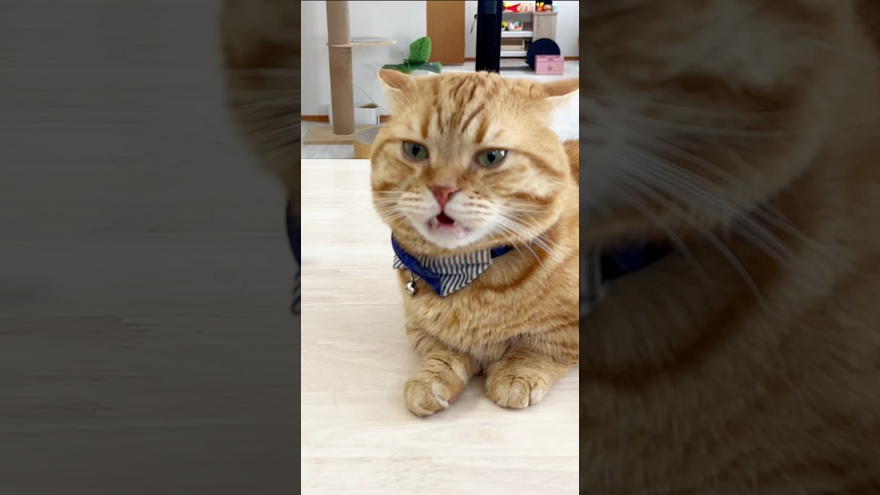 【猫のフレーメン反応】息子のお尻の匂いを嗅いだ茶々パパがかわいすぎる！ #shorts #マンチカン