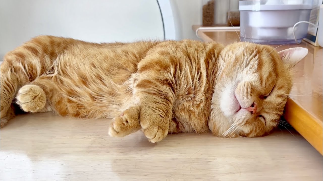 【癒し】ぽちゃ寝　#猫 #マンチカン