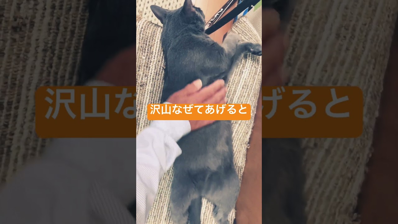 ロシアンブルーってどんな猫🐱⁉️ #shorts