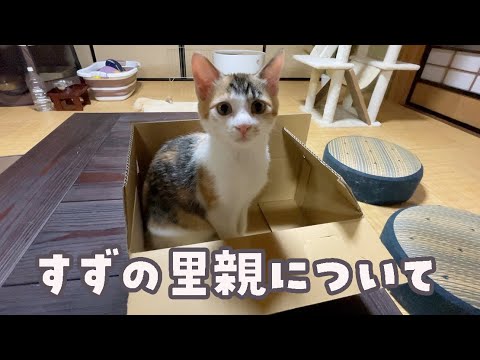 母猫に捨てられ保護した子猫すずの里親について