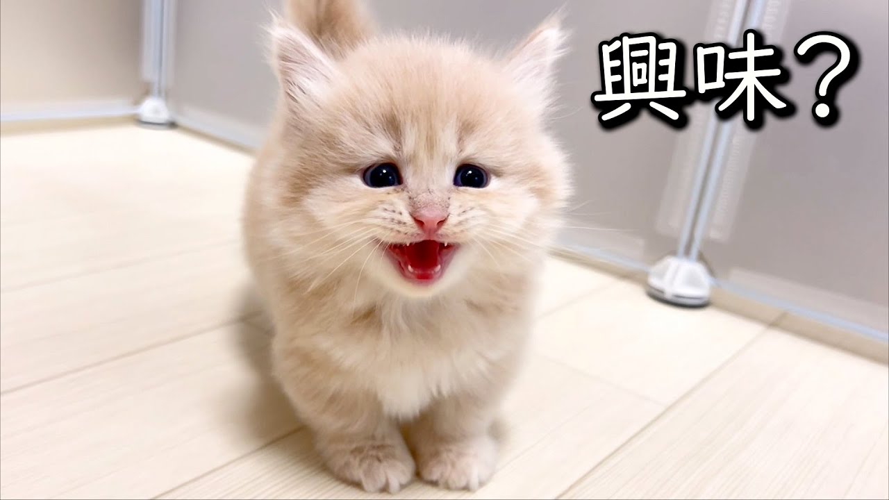 【マンチカンの子猫】子猫達って興味の趣味趣向が難しいよね～な件 ∼猫のいる生活Vol.794~ 出産動画 マンチカン短足・ミヌエット・ペルシャ猫専門ブリーダー『ペット蔵人』【子猫の成長記録】