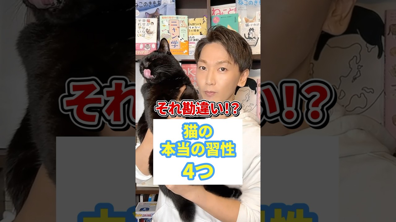 それ勘違い！？猫の本当の習性４つ