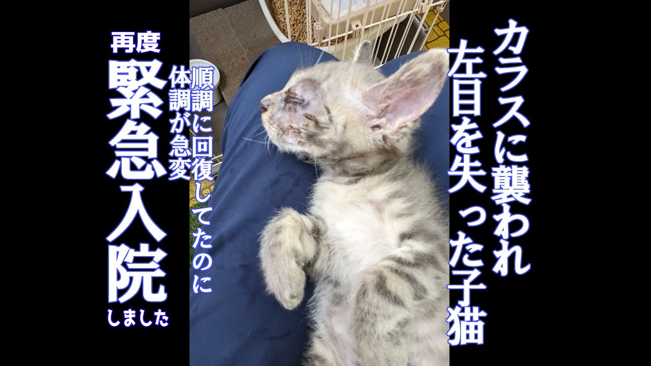 【カラスに襲われ左目を失った子猫】パヤちゃん再入院することになりました＃kitten＃cat＃子猫