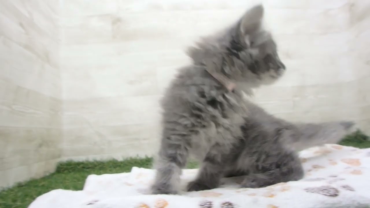ペットショップcoo&riku No.00648622 ノルウェージャン・フォレストキャット