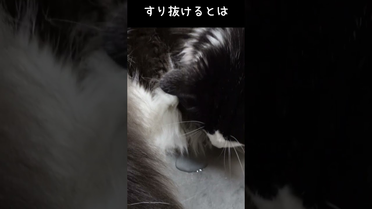 イタズラメインクーン