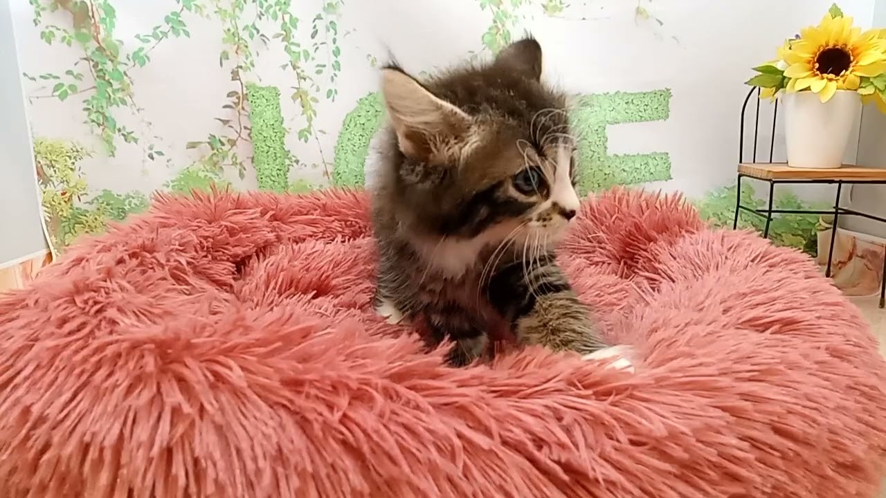 646463 ノルウェージャン・フォレストキャット