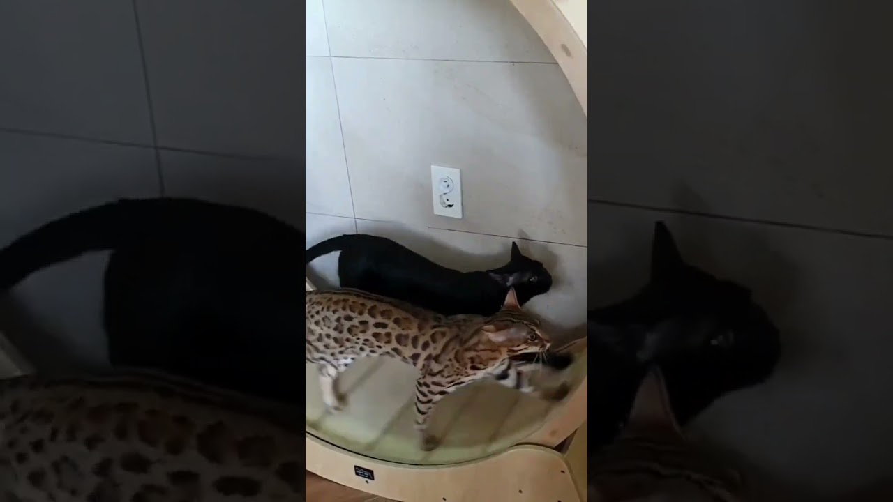 savannah cat