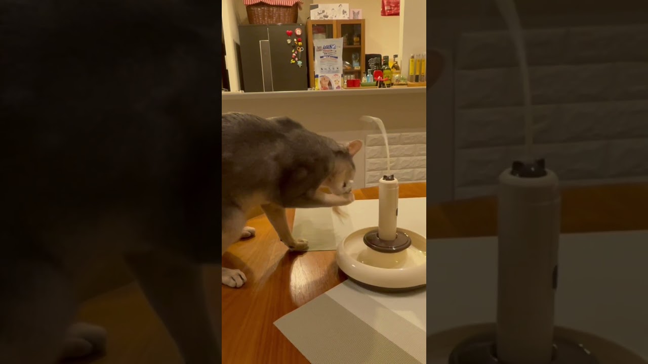 自動猫じゃらしに挑んだ猫の末路 #shorts #猫 #アビシニアン