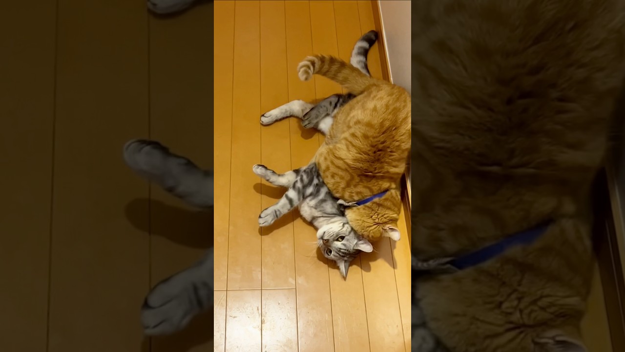 レスリングなら最強息子と互角なのん！ #猫 #マンチカン #shorts