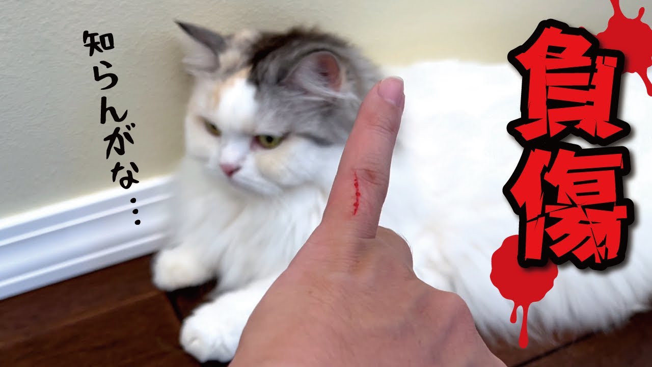 【怪我】アレをしてたら飼い猫に思いっきり切り刻まされしまいました…