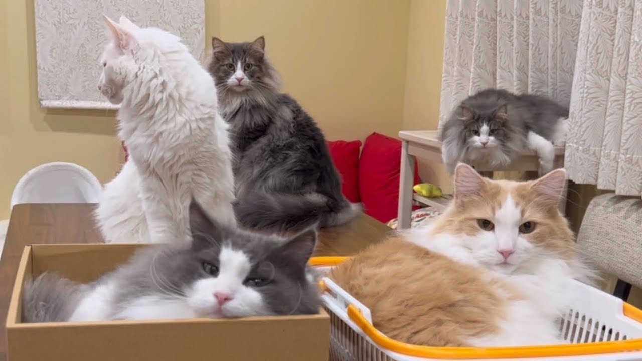 【日常✨】のんびり暮らすもふ猫たちをモニタリング♡ターキッシュアンゴラとノルウェージャンフォレストキャット！