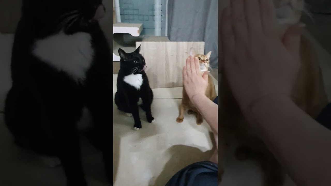 손 잘 주는 고양이#검은 고양이#아비니시안#shorts