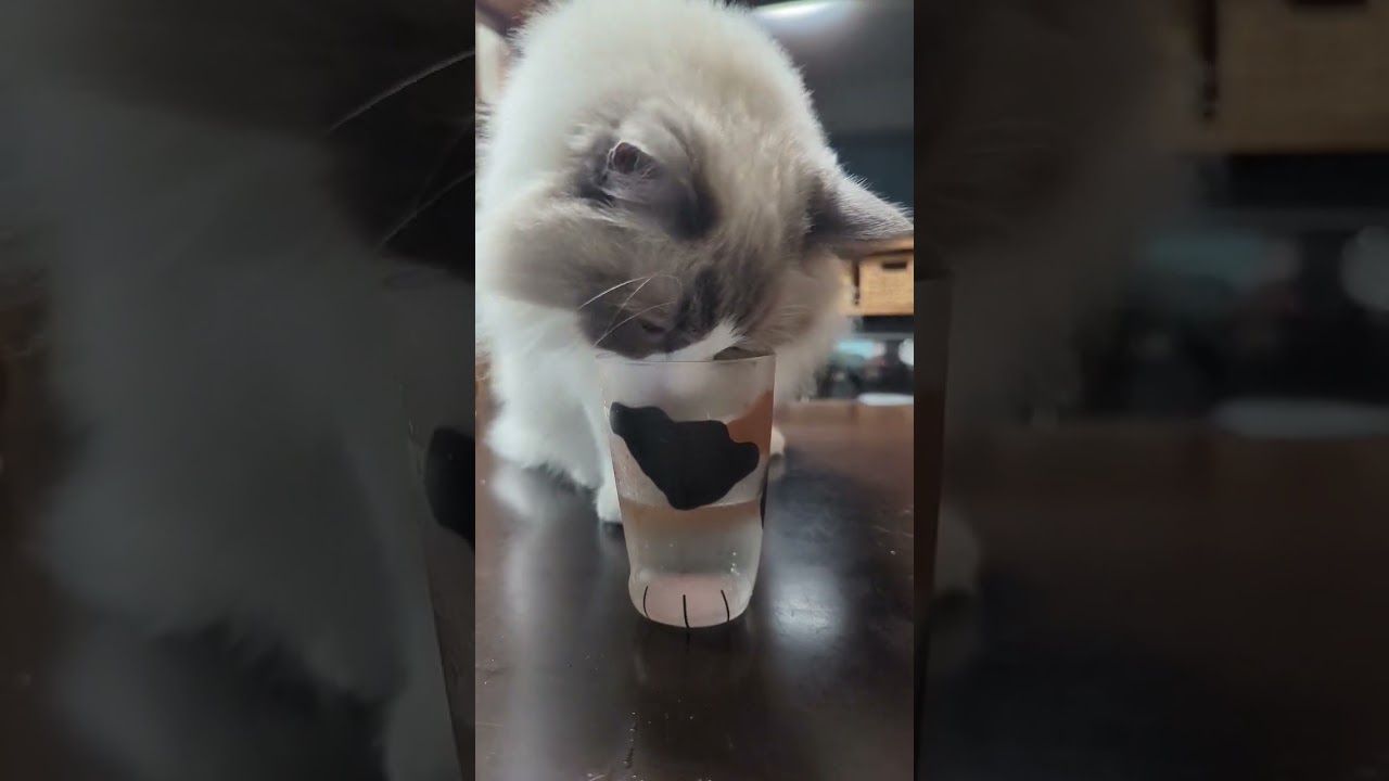 炭酸水飲んでみたラグドールの反応 #ragdoll #炭酸水 #shorts