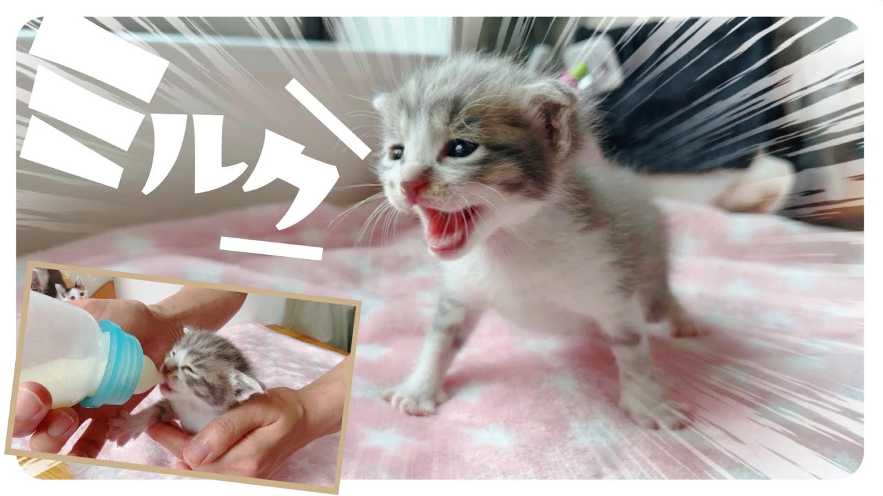 【子猫のミルボラ】「ピャーピャー」歩いて「ちゅるちゅる」ミルク【保護猫生活3日目】