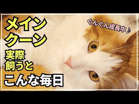 大型猫の日常ってこんな感じ！寝てる姿が可愛いすぎる猫【メインクーン】