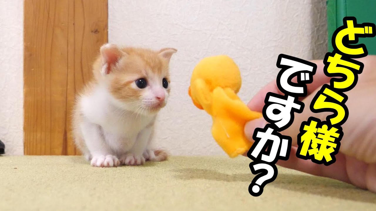 初めて見る小さいおもちゃに子猫が困惑する？【赤ちゃん猫　保護猫】