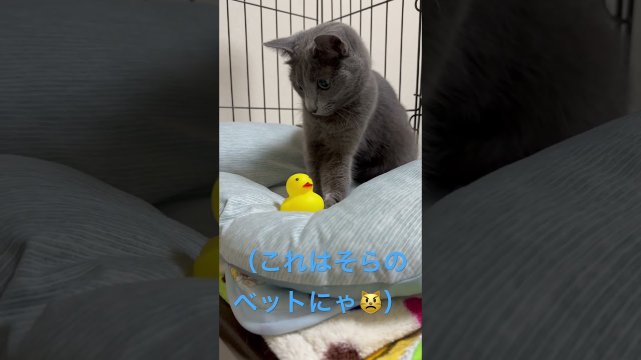 ベッドの所有権に厳しい猫（ロシアンブルー）#shorts