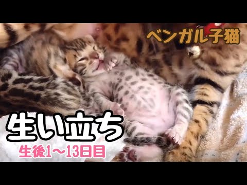 ベンガル三兄弟の生い立ち（生後1～13日目）