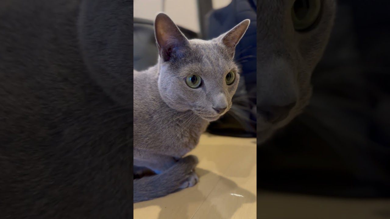 ウィルの毎日 #99 荷物番。 #ロシアンブルー #russianblue