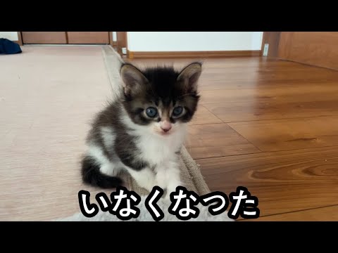 行方不明になった子猫を見つけた瞬間に抱きしめる母猫