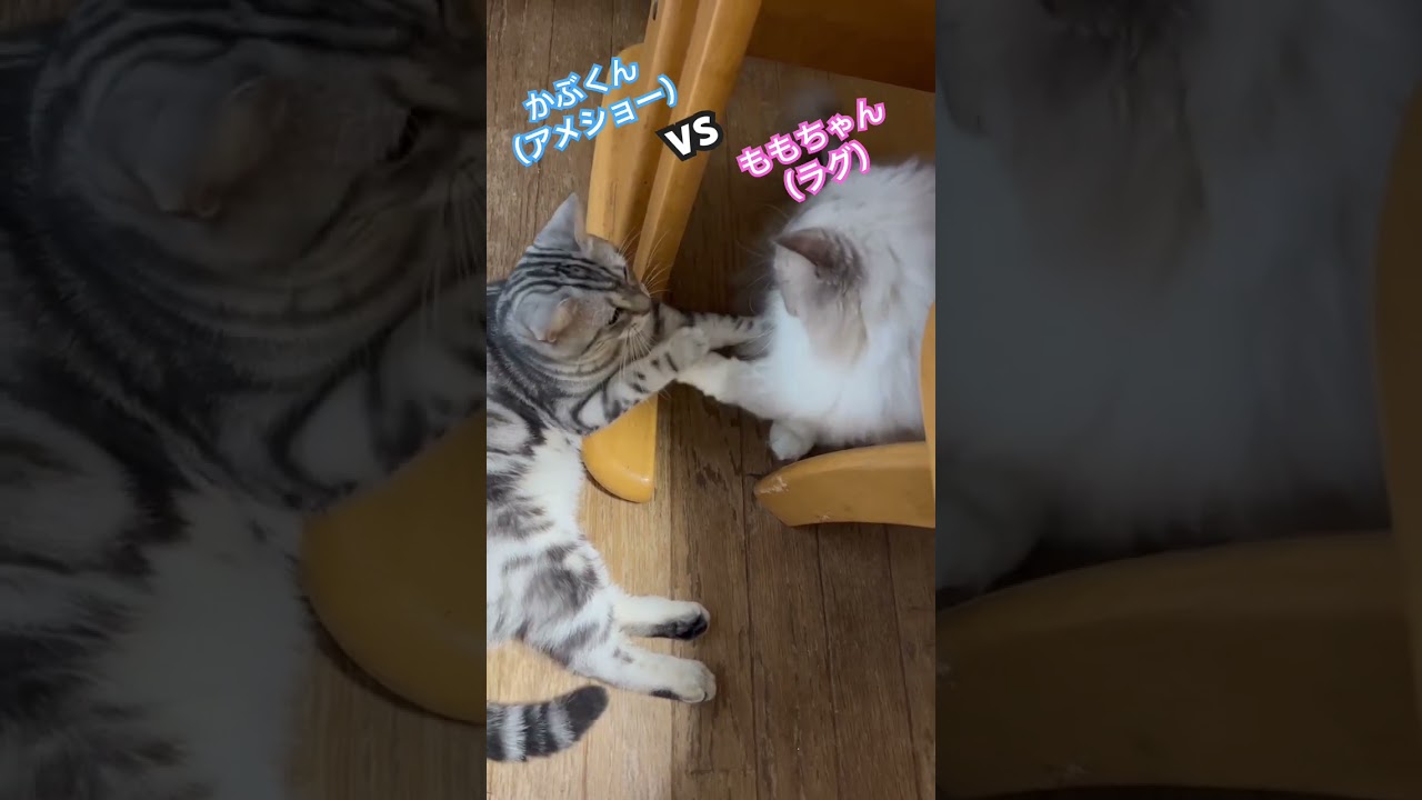 かぶvsもも　#アメリカンショートヘア　#ラグドール　#猫