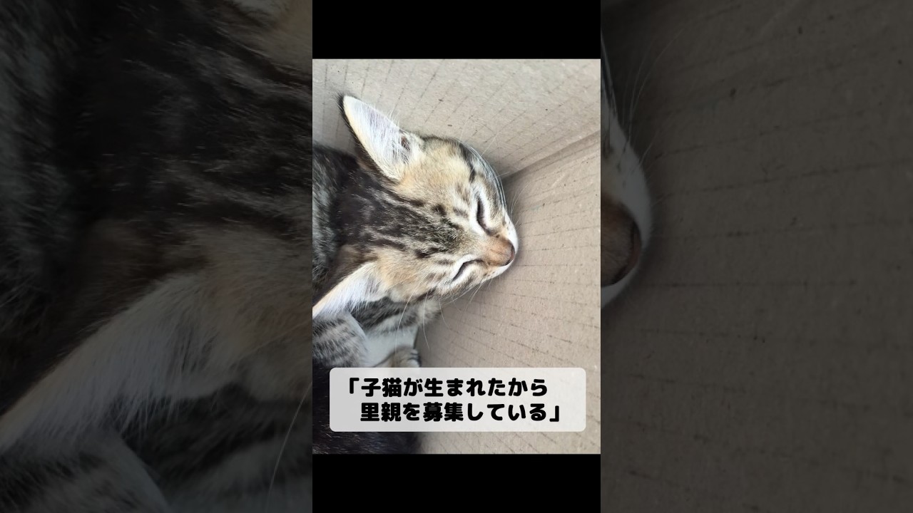 押し入れで飼われていた子猫が7歳になりました #shorts