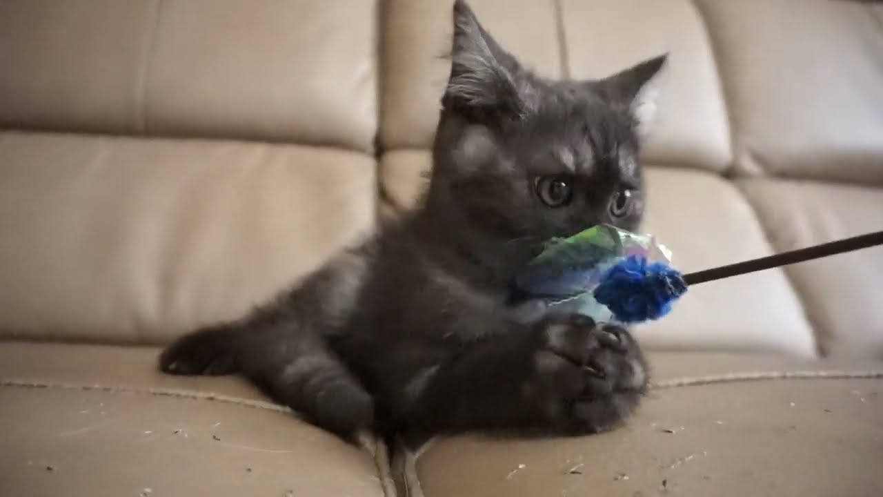 セルカークレックス子猫　2023.6.18産まれ 　ブラックスモーク　　男の子　シーダキャット猫のお店