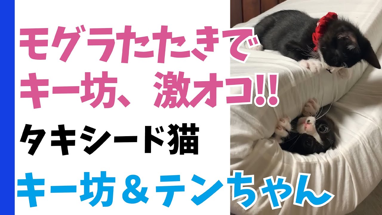 タキシード猫・キー坊&テンちゃん【モグラたたきでキー坊、激オコ!!】  #かわいい猫 #cutecat #黒猫 #マンチカン #短足猫 #メインクーン #猫 #ペット #ミックス猫 #キャットタワー