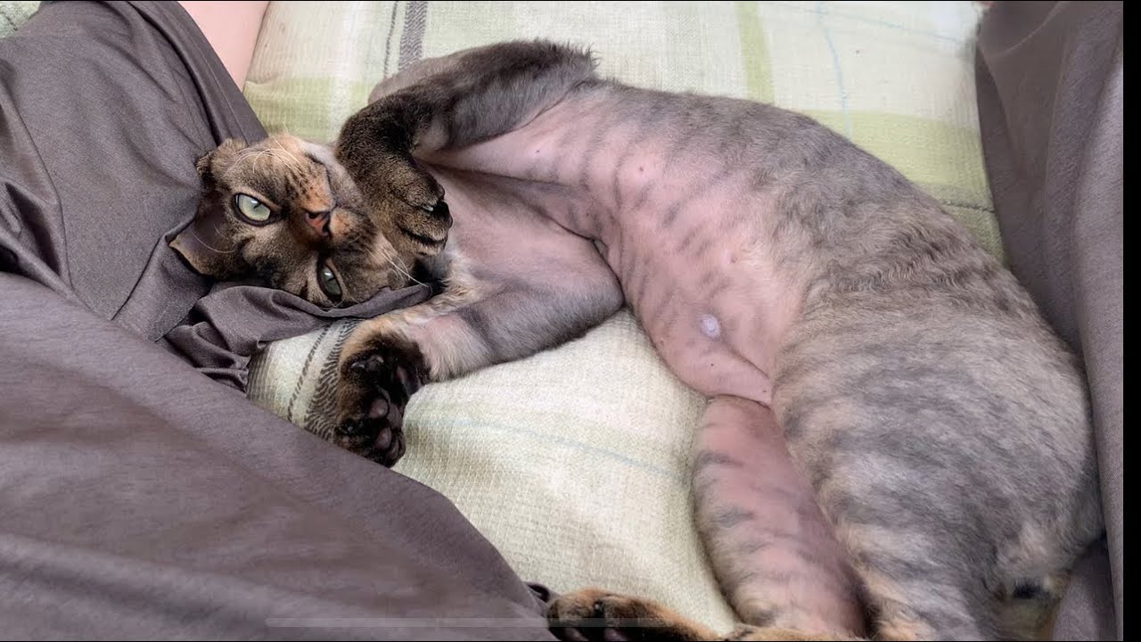 デボンレックス子猫が私の脚の間で寝ています(Devon Rex kitten lying comfortably between my legs)