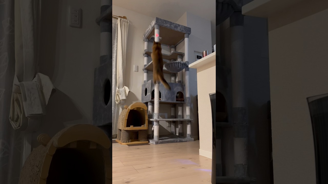 運動神経抜群なルルーシュ