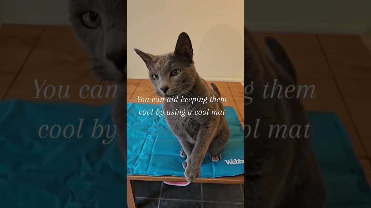 Take care of your cat ❤️ #cat #cutecat #shorts #catmom #cat #cats #catlover #äbö #viral #short #love